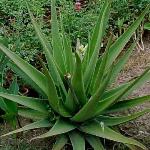 Medicinal Plants